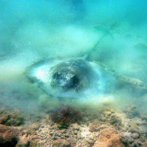 higgs beach snorkeling